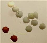  Seeds